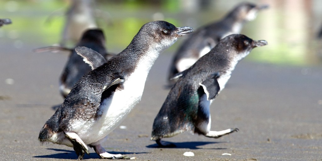Little penguin/korora: Little blue penguin: New Zealand native sea and  shore birds