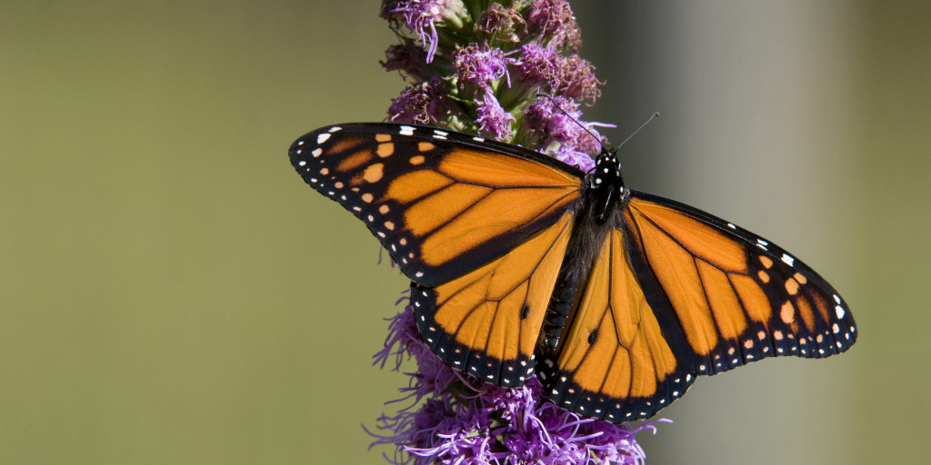 Monarch Butterflies