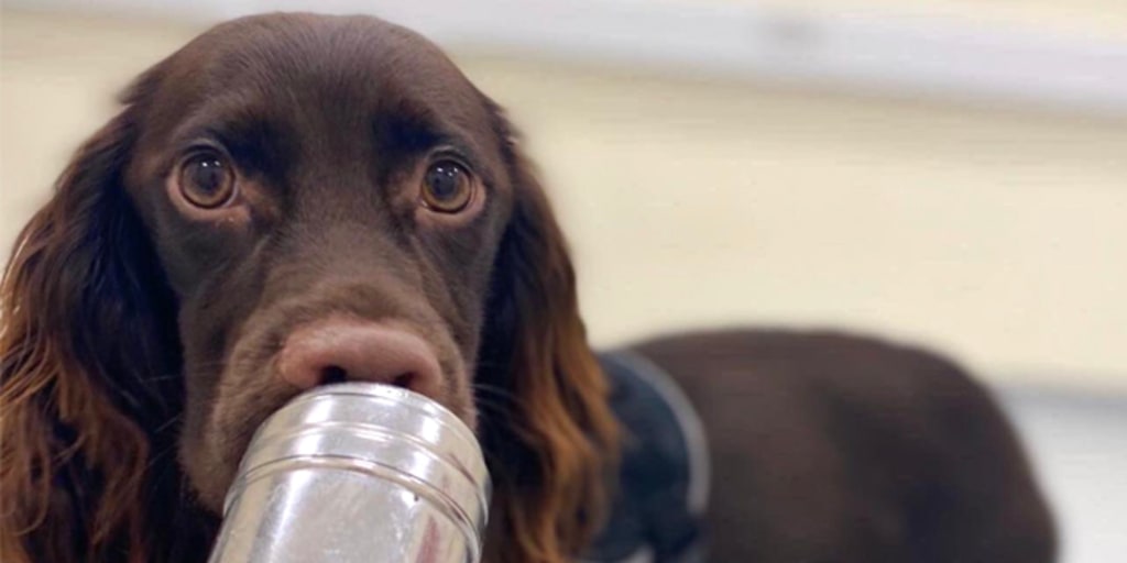 Every Dawg Has His Day: Browns Unveil New Canine Logo