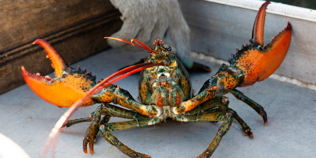 221201-maine-lobster-mn-1355-1eb3d9.jpg