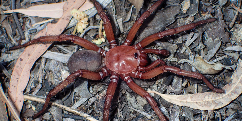 Scientists name new large spider species