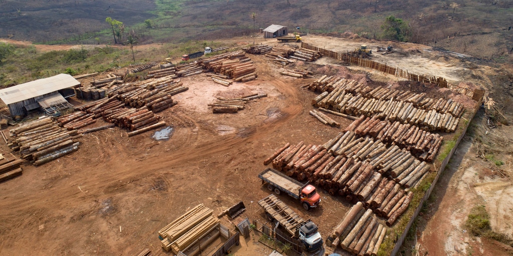 Deforestation in the  has dropped 34%, reversing trend under Bolsonaro