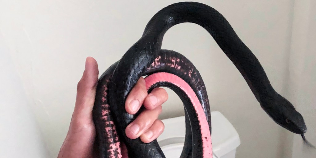 Woman Finds 12-Foot-Long Snake in Her Bathroom