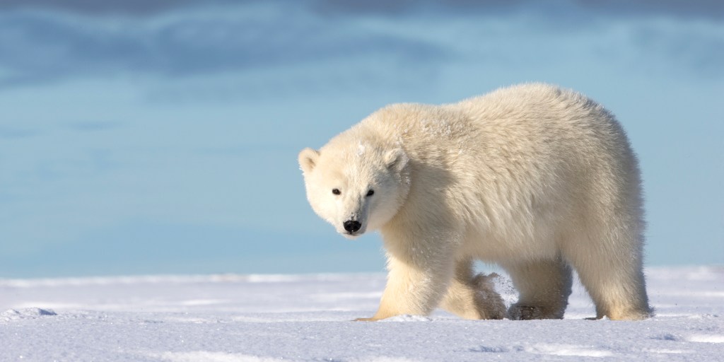 A man 'leapt' onto a polar bear to protect his wife during rare attack in Canada