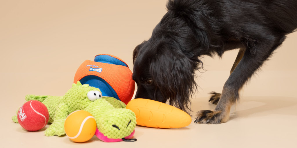 How to Fix a Dog Toy So It's Just Like New