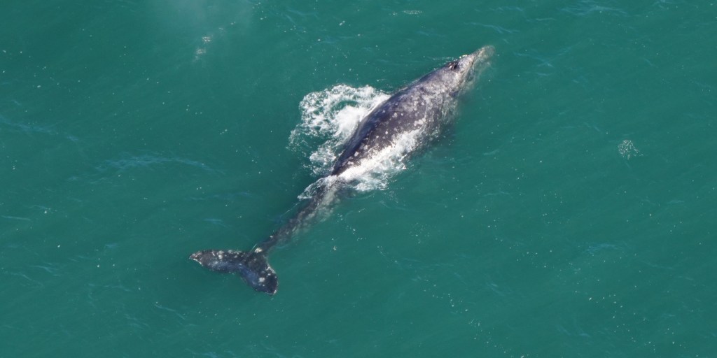 Rare gray whale, extinct in the Atlantic for 200 years, spotted