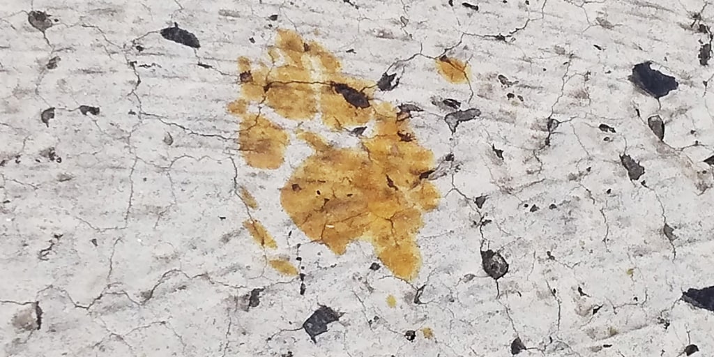 Chemical cat at large in Japanese city, officials warn