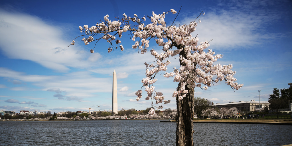 'Stumpy,' a beloved Japanese cherry tree, makes its last bloom in Washington