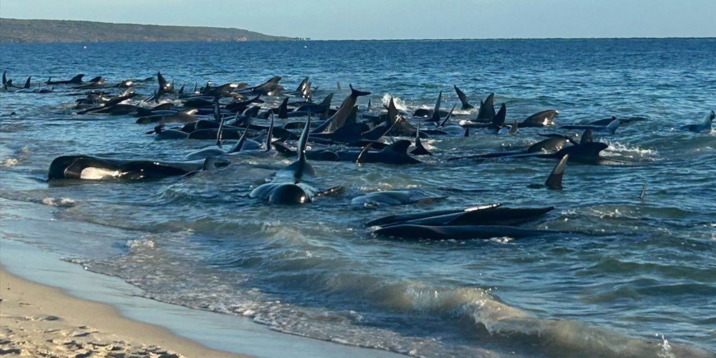 More than 100 pilot whales are rescued after being stranded in Western  Australia