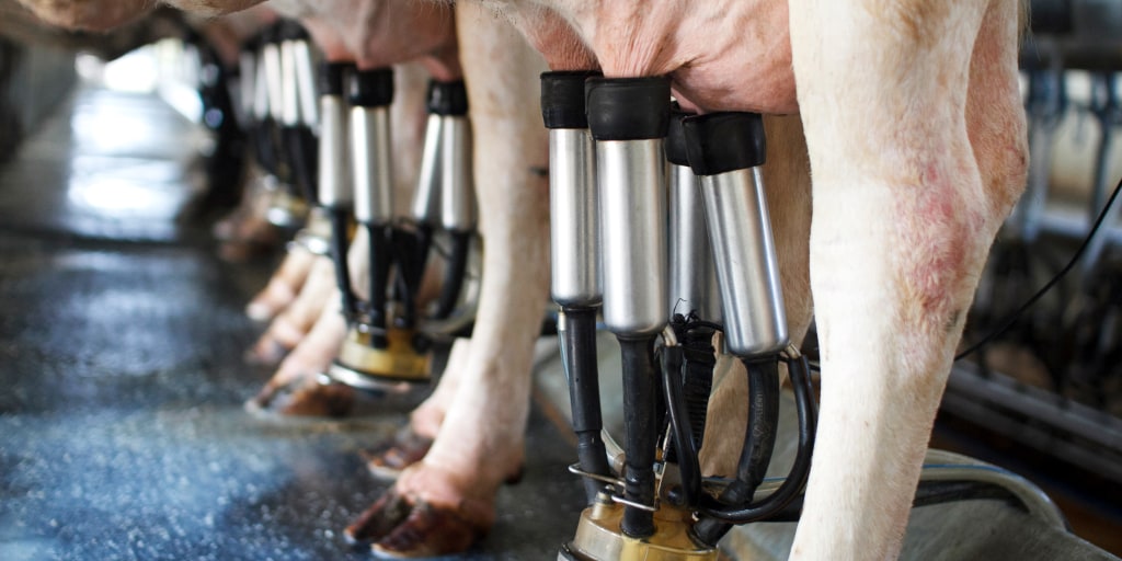 Traces of bird flu virus found in milk is scarier than the FDA says - Vimarsana News