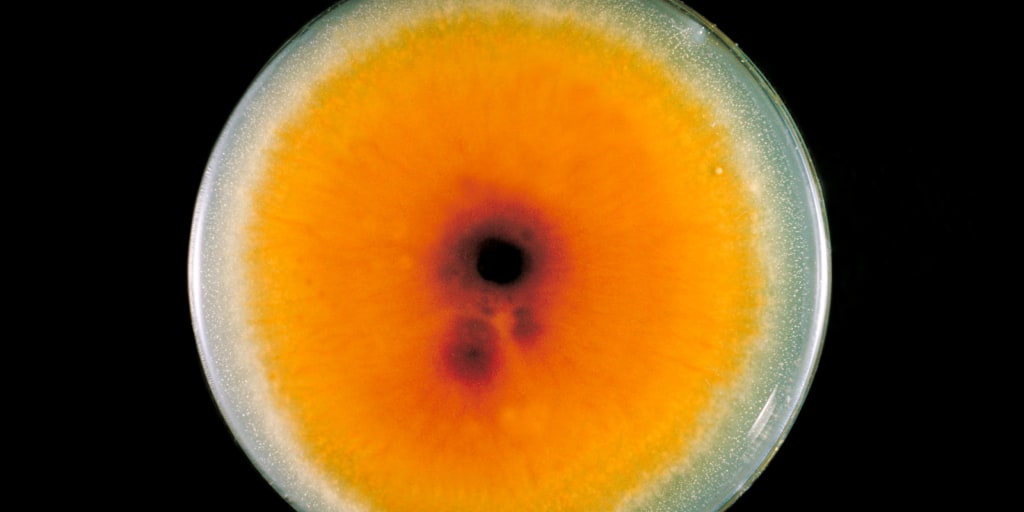 240605-Trichophyton-mentagrophytes-ch-09