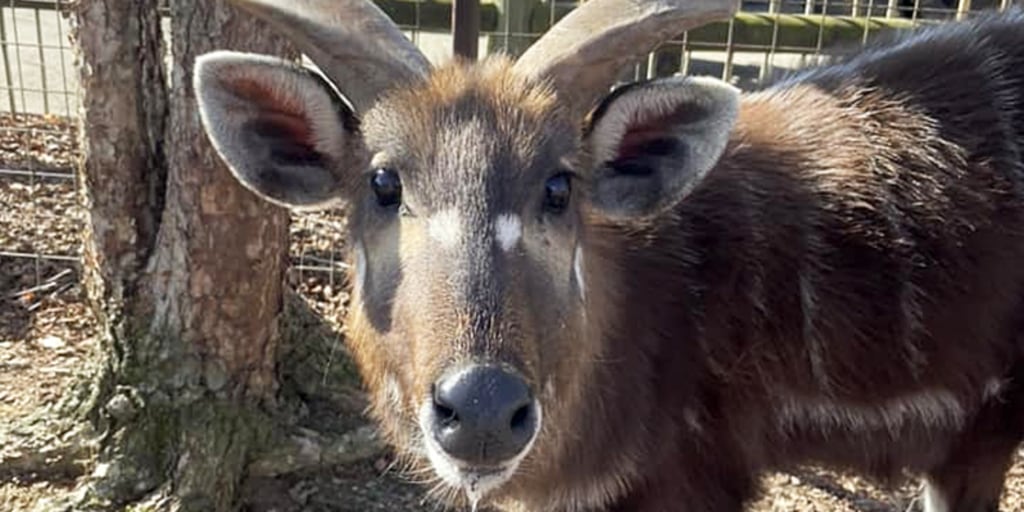 Antelope at Tennessee zoo chokes to death on plastic snack pouch cap