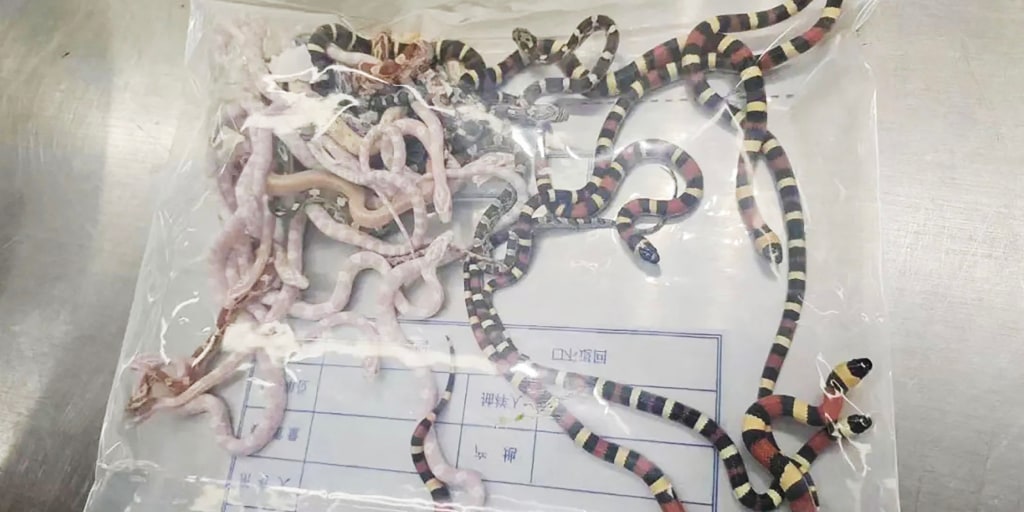 Smuggler is caught with 104 snakes in his pants at Chinese border