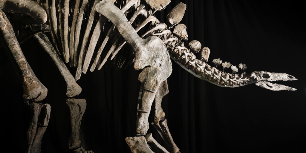 Stegosaurus skeleton fossil sells for record $44 million at auction