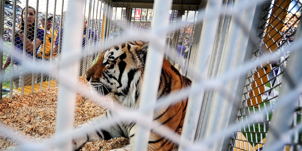 Louisiana governor wants live tiger back at LSU football games