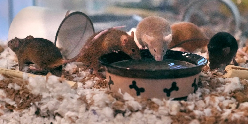 Man overwhelmed by pet mice breeding rate gives nearly 1,000 rodents to New Hampshire shelter