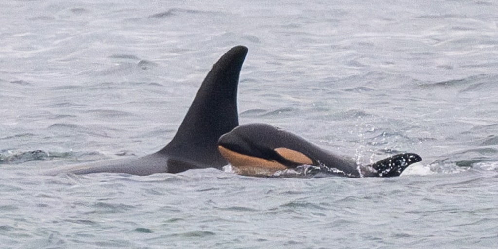 Orca who carried her dead newborn 1,000 miles gives birth to another new calf