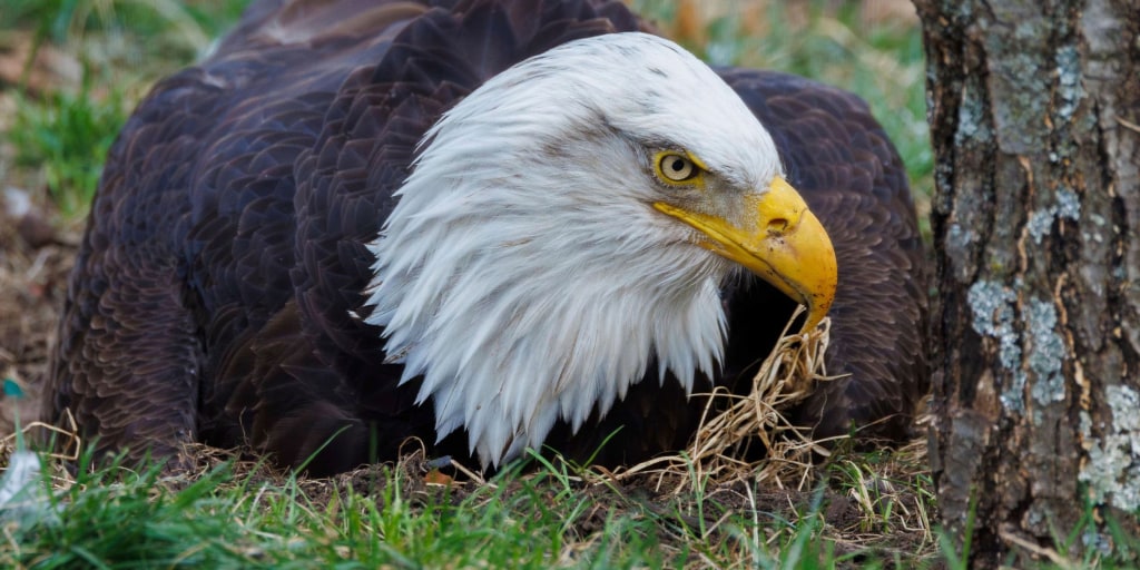 Murphy, beloved bald eagle who incubated rock and became a foster dad, dies after violent storms in Missouri