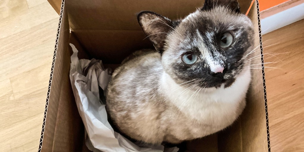 It's time to worry about bird flu in cats