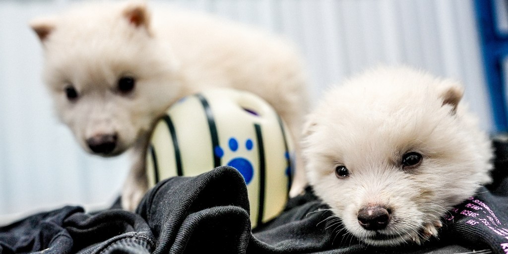 Scientists genetically engineer wolves with white hair like the extinct dire wolf