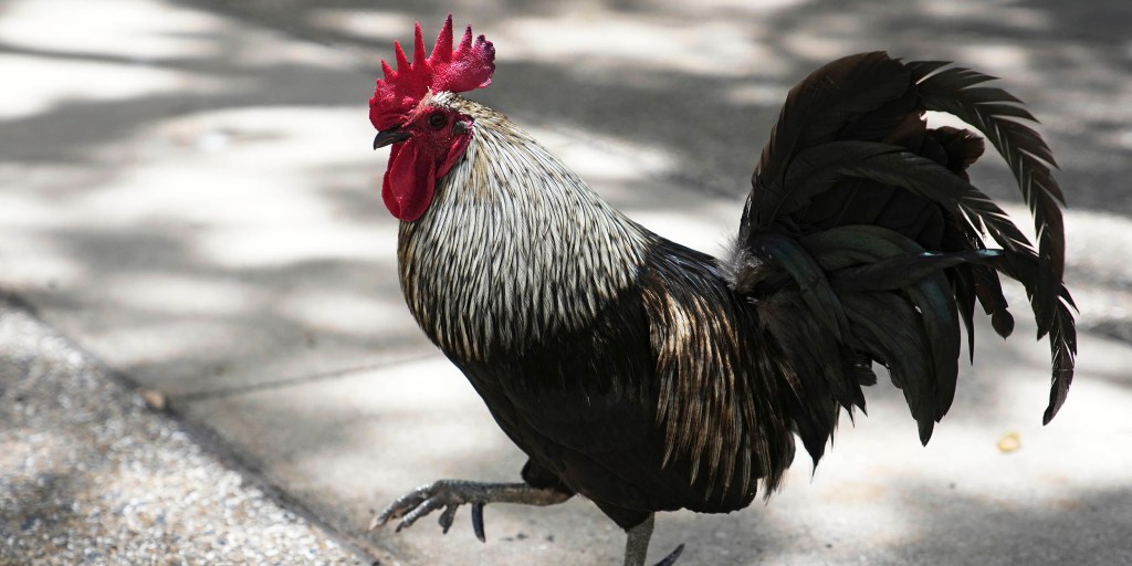 Wild chickens take over Miami while some embrace roosters as a