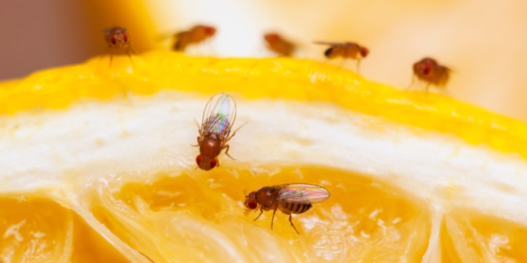 Are House Flies Attracted to Uv Light? Surprising Facts Revealed