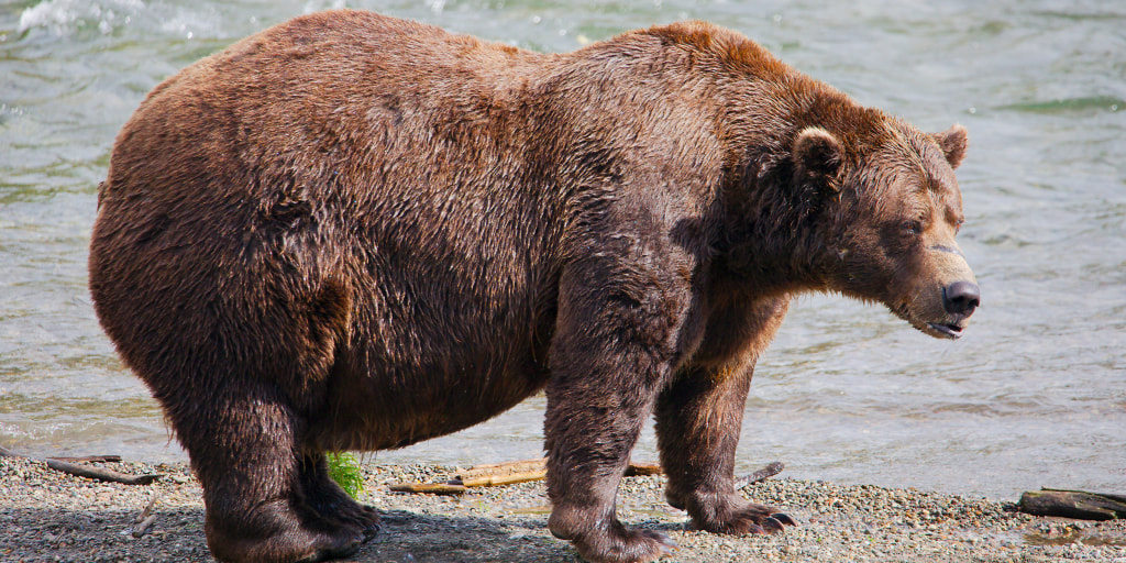 After a summer spent packing away sockeye salmon, Alaska’s heftiest brown bears are ready to throw their weight around.