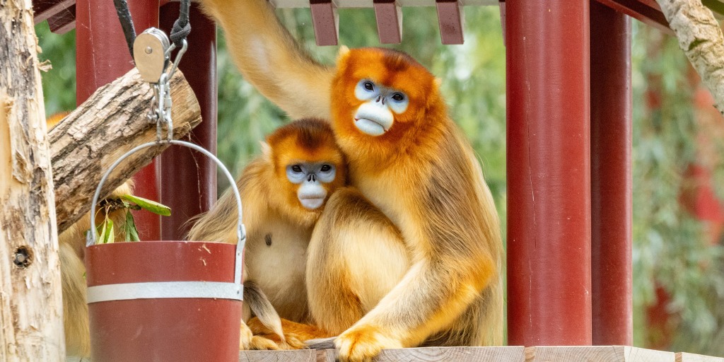 China's rare golden monkeys debut at European zoos, a possible