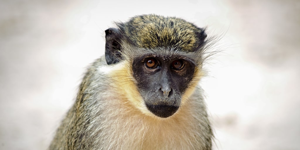 Monkey business: Multiple primates on the loose in St. Louis park