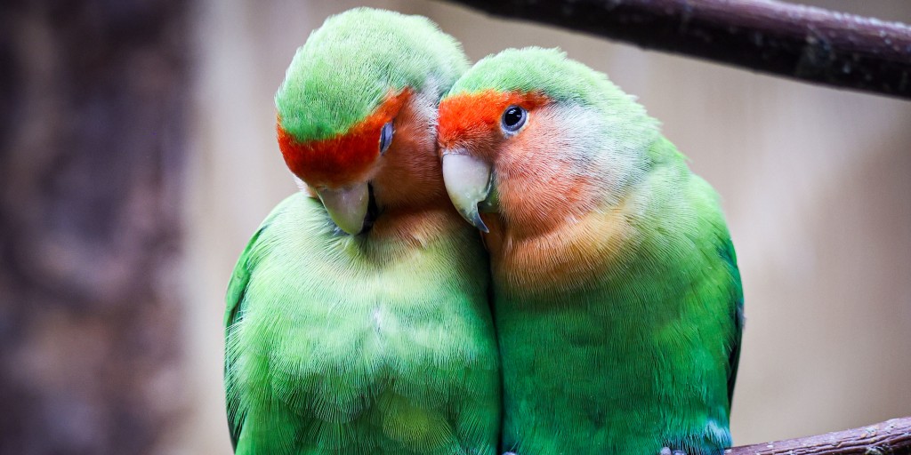 260214-lovebirds-ch-1031-