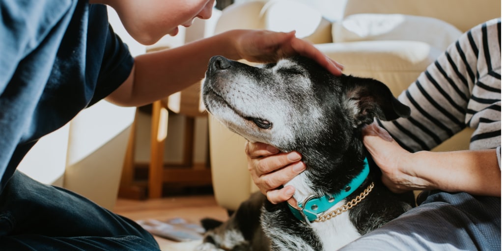 Are dog years real? Vets explain, plus share how to care for senior dogs