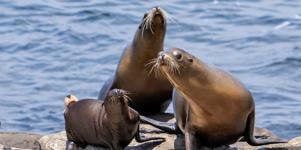 Federal officials investigating after video appears to show man kicking a sea lion on a California beach