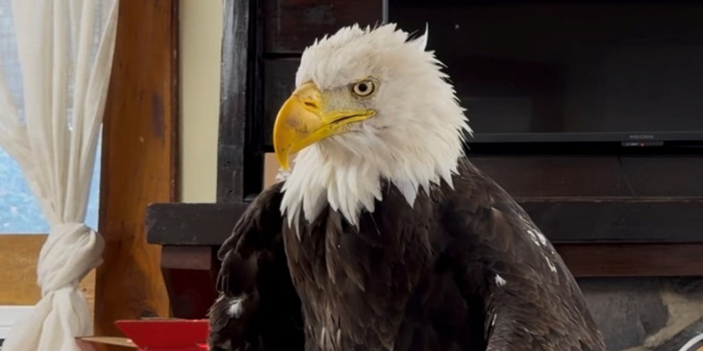 Jackie, one half of the internet’s beloved bald eagle pair Jackie and Shadow, has died after several weeks of intensive medical care, the Ojai Raptor Center say