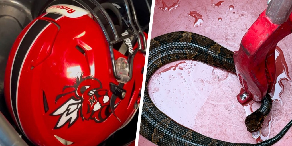 An Arkansas high school football player discovered a venomous snake in the helmet he was wearing during practice for almost an hour. <https://t.co/202Zt9Km7L>
 