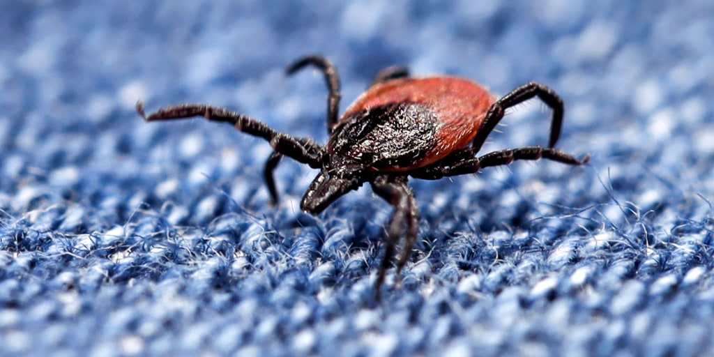Lyme disease is no longer just a Northeast threat, new research shows. Doctors in other parts of the country should be on alert, experts say. <https://t.co/Vjwm
