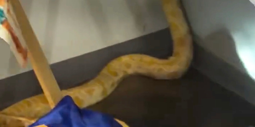 Firefighters battling a blaze at a Virginia middle school encountered an 8-foot python that fire officials now say started the inferno.

But a life science teac