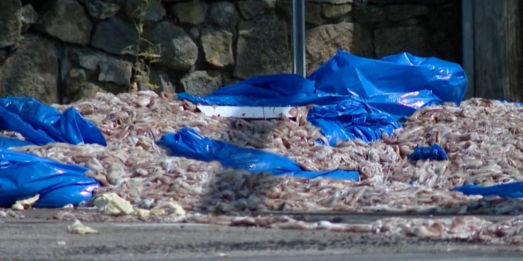 A tractor-trailer tipped over and spilled two tons of squid onto a Rhode Island roadway, prompting an hours-long cleanup of what local police dubbed the “Squidp