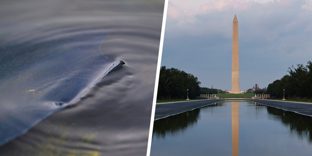 The Washington Monument contemplates its reflection and wonders which part of the Mall will be accidentally criminalized next.