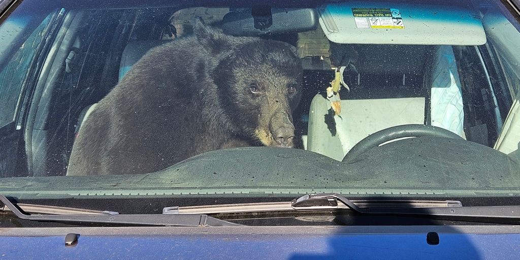 Millions of people live in or near bear habitat across the Rockies, where widespread drought has reduced supplies of nuts, berries and plants that bears eat. That’s prompting the animals to roam far and wide for food.