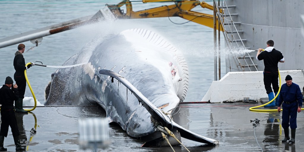 Iceland to propose whaling ban, leaving Norway and Japan isolated