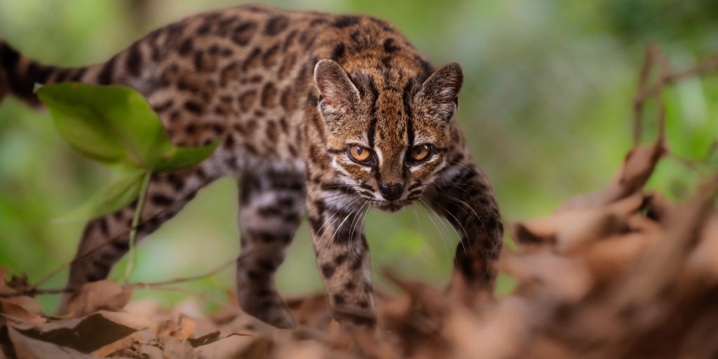 The new wild cat species is about the size of a domestic kitten and lives in Bolivia.