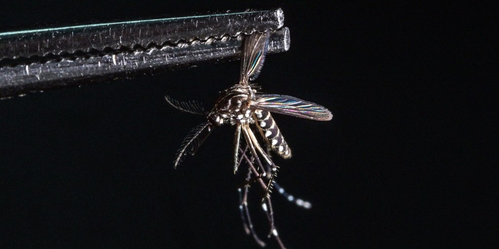 Three counties along Florida’s Gulf Coast declare states of emergency as locally acquired cases of dengue fever surge to unprecedented levels.