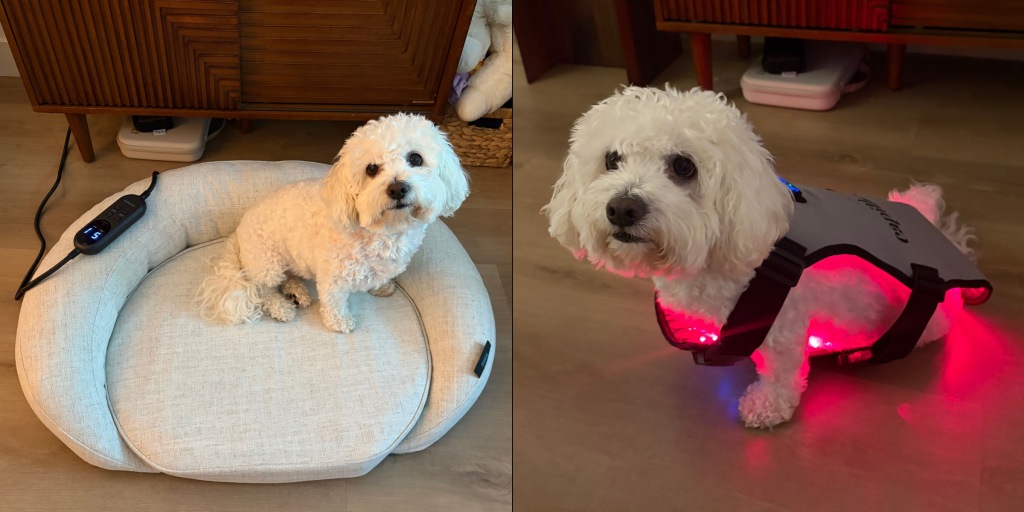 Yes, you can use red light therapy devices on your dog — but do they actually ha...