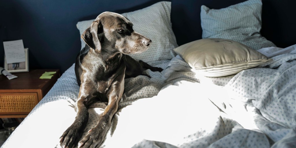 A surprising new study finds that people who sleep near their dogs don’t experience disrupted sleep. If anything, the University of Toronto researchers discovered, we humans are the ones disturbing our dogs’ sleep.