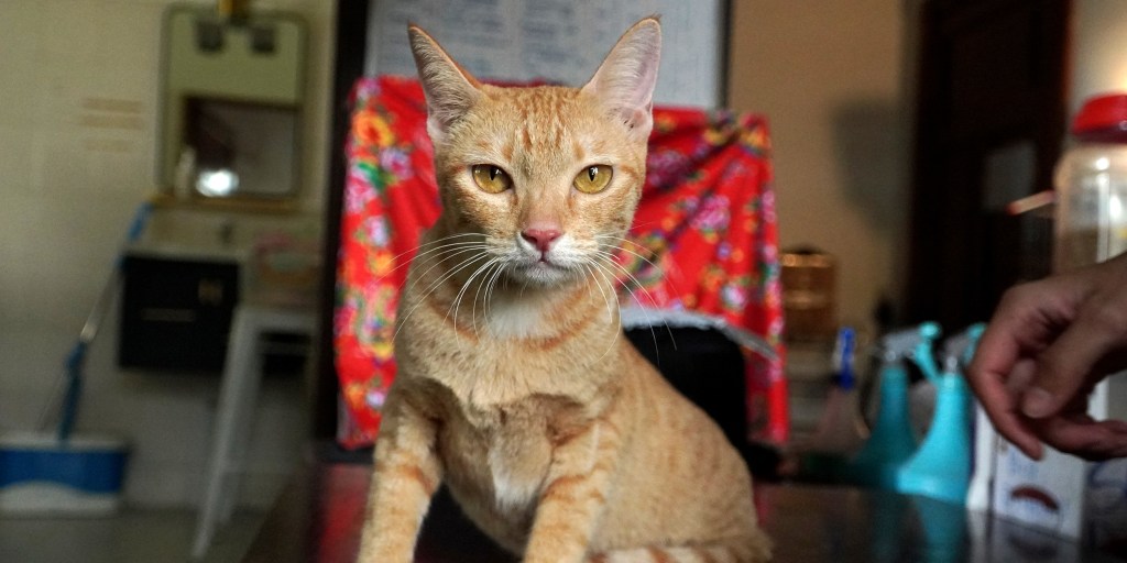 Police in Ho Chi Minh City, Vietnam, arrest 12 men suspected of operating a citywide ring that stole and resold about 2,700 cats for meat, Vietnamese state media says.