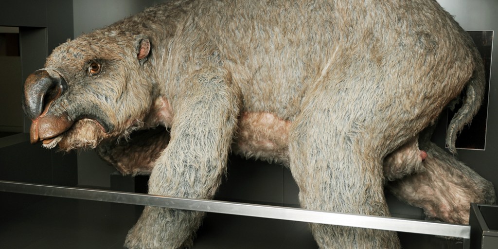 Mass Grave Found Of Wombats The Size Of A Rhinocerous