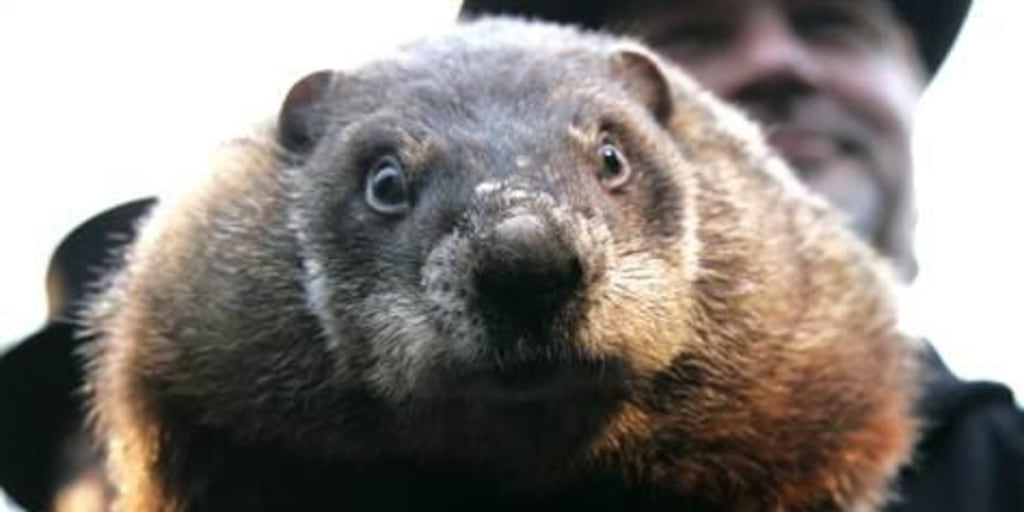 A large Groundhog or Woodchuck sitting in a humane / Have-A-Heart