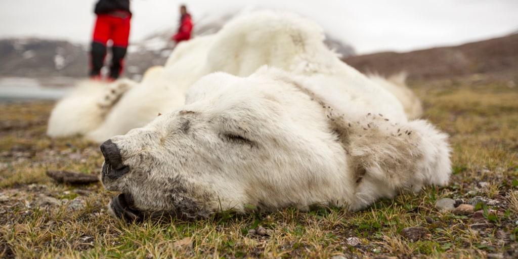 A victim of climate change? Polar bear found starved to death looked 'like  a rug'