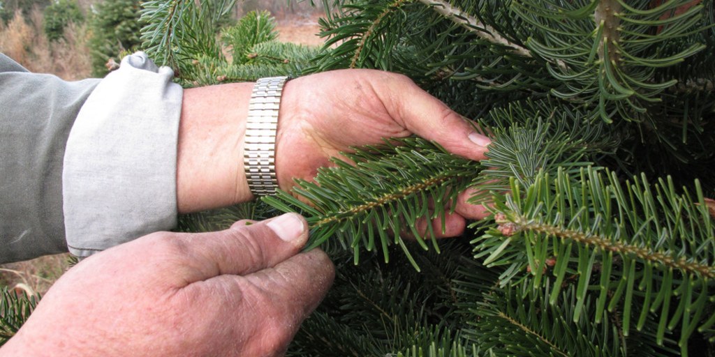 Christmas Trees Nc Farmers Market 2022 A National Problem': Root Rot Attacking Christmas Trees