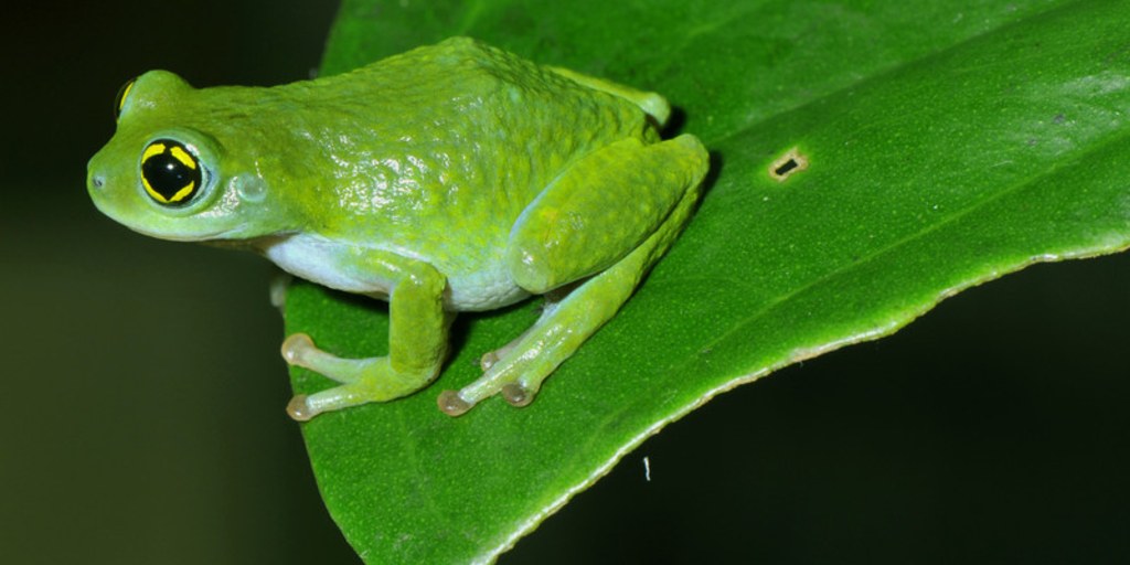 Scant froggy finds spark worries